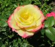 tn_gallery_276_1271_5662.jpg