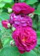 tn_gallery_276_1641_2041.jpg