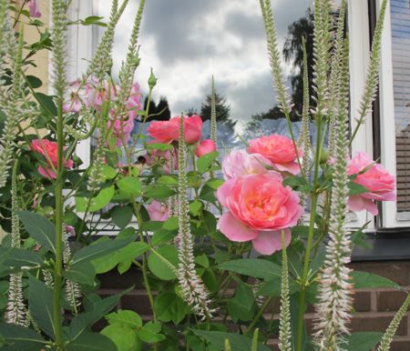 gallery_276_1247_11414.jpg