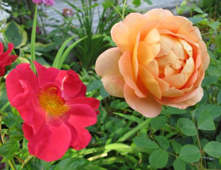 gallery_276_1247_12153.jpg