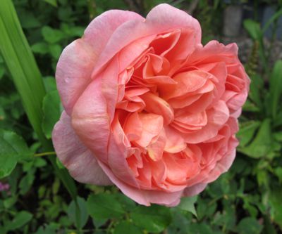 gallery_276_1247_20854.jpg
