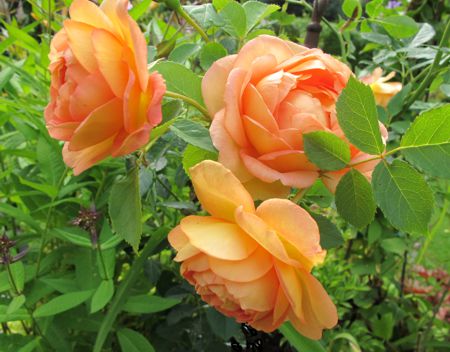 gallery_276_1247_426.jpg