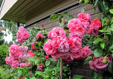 gallery_276_1250_2431.jpg