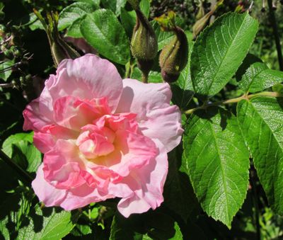 gallery_276_1645_48004.jpg