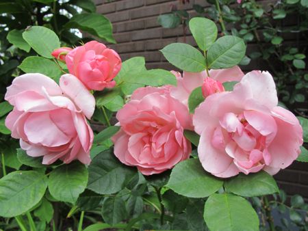 gallery_276_1646_24466.jpg
