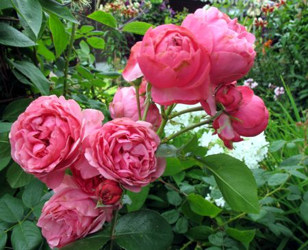 gallery_276_1646_7304.jpg