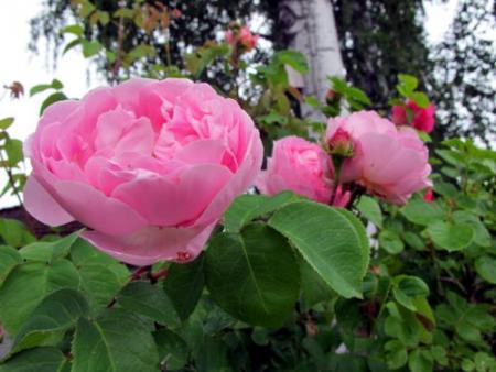 gallery_276_1250_47992.jpg