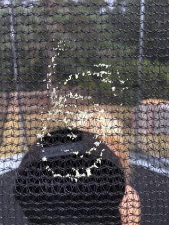 gallery_84235_6078_261735.jpeg