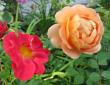 tn_gallery_276_1247_12153.jpg