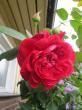 tn_gallery_276_1250_28175.jpg