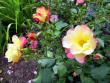 tn_gallery_276_1271_35446.jpg