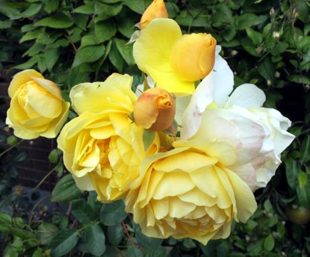 gallery_276_1247_27900.jpg