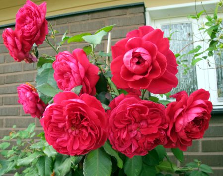 gallery_276_1250_21606.jpg