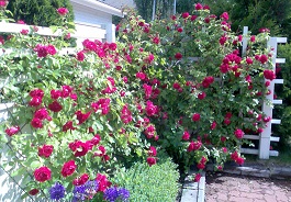 gallery_84603_6124_33703.jpg