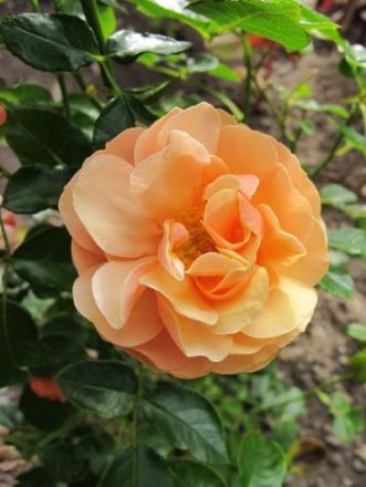 gallery_276_1250_27403.jpg