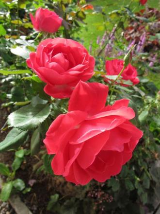 gallery_276_1271_59241.jpg