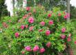 tn_gallery_276_1247_34134.jpg