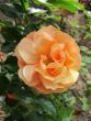 tn_gallery_276_1250_27403.jpg