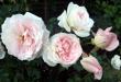 tn_gallery_276_1271_11460.jpg