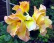 tn_gallery_276_1271_27440.jpg