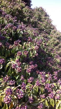 gallery_82700_6148_34854.jpeg