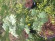 tn_gallery_75997_6185_2694.jpeg