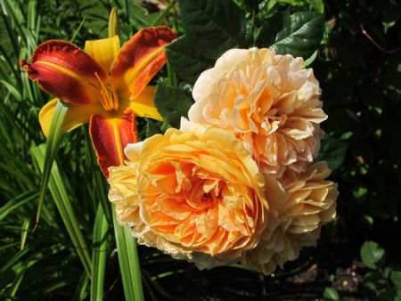 gallery_276_1247_7356.jpg