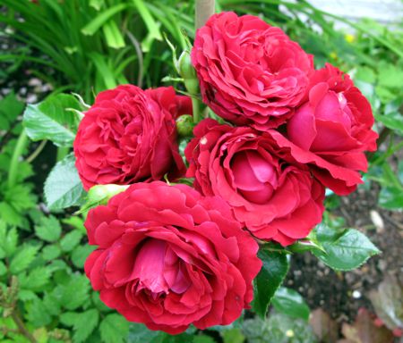 gallery_276_1250_41109.jpg