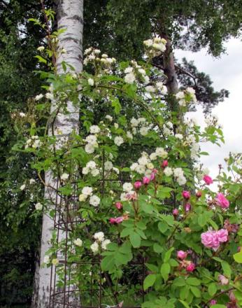 gallery_276_1250_73940.jpg