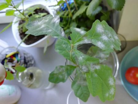 gallery_85968_6230_242589.jpg