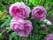 tn_gallery_276_1271_27294.jpg