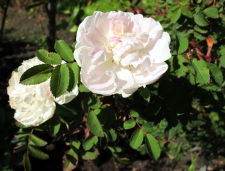 gallery_276_1640_12980.jpg