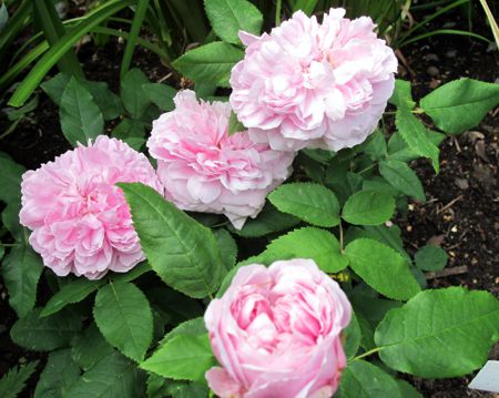 gallery_276_1653_36034.jpg