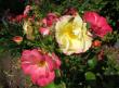 tn_gallery_276_1271_43204.jpg