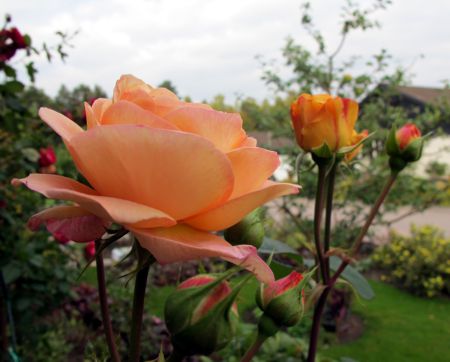 gallery_276_1247_20547.jpg