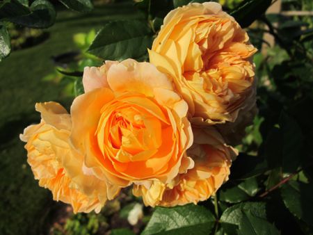 gallery_276_1247_5994.jpg