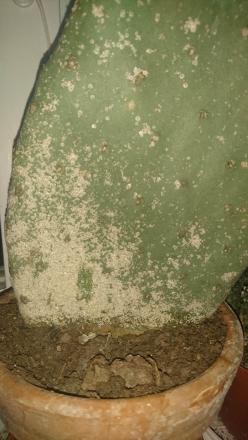 gallery_12598_1153_94236.jpg