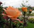 tn_gallery_276_1247_20547.jpg
