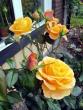 tn_gallery_276_1646_25734.jpg