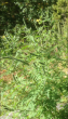 tn_gallery_86465_6278_12387.png