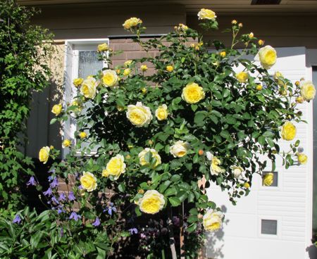 gallery_276_1247_27660.jpg