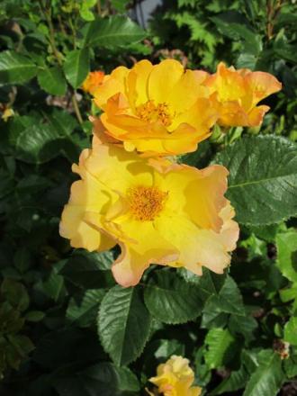 gallery_276_1271_42577.jpg