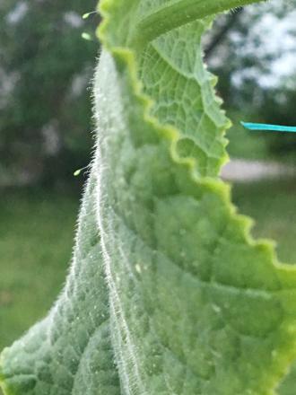 gallery_78755_6343_266430.jpeg
