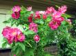 tn_gallery_276_1271_44304.jpg