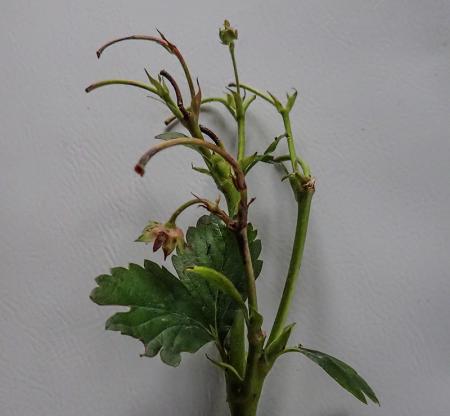 gallery_88120_6396_161424.jpg