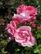 tn_gallery_276_1271_39210.jpg