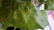 tn_gallery_88383_6417_51975.jpg
