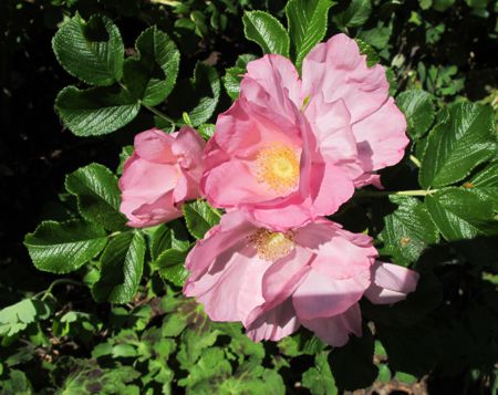 gallery_276_1645_29837.jpg