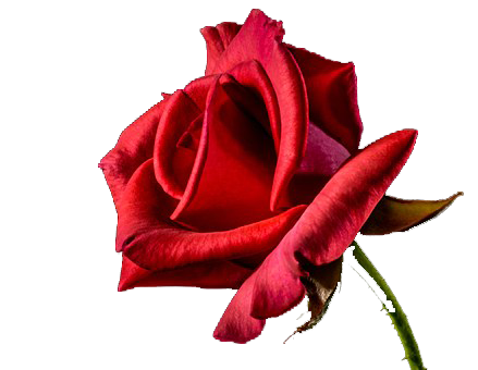 gallery_87257_6440_18764.png