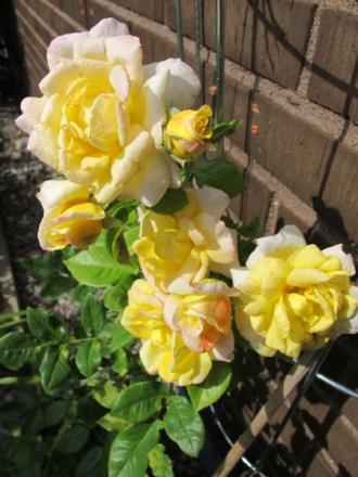 gallery_276_1250_56776.jpg